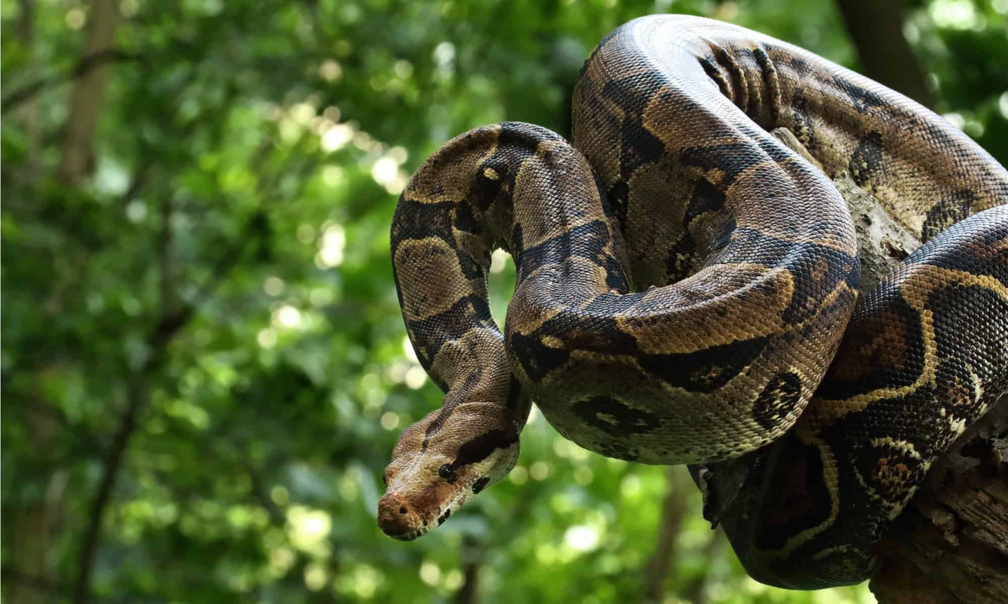 14 Species of Boas and Pythons: Amazing Constricting Snakes - PetHelpful