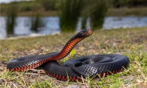 Black Snake with Red Belly in Florida: What is it and is it Poisonous? Picture