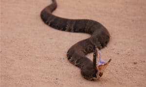 6 Black Snakes in South Carolina Picture