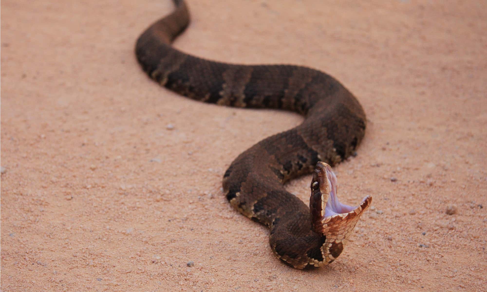 newborn cottonmouth snake
