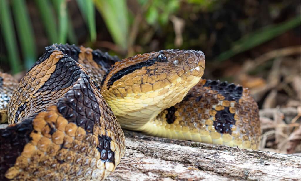 Fer-de-lance snake in the jungles of Costa Rica