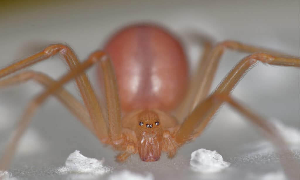 Mediterranean recluse spider