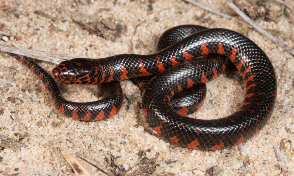 16 Black and Red Snakes: Identification Guide and Pictures - AZ Animals