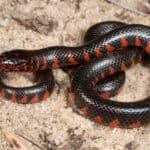 Mud Snake