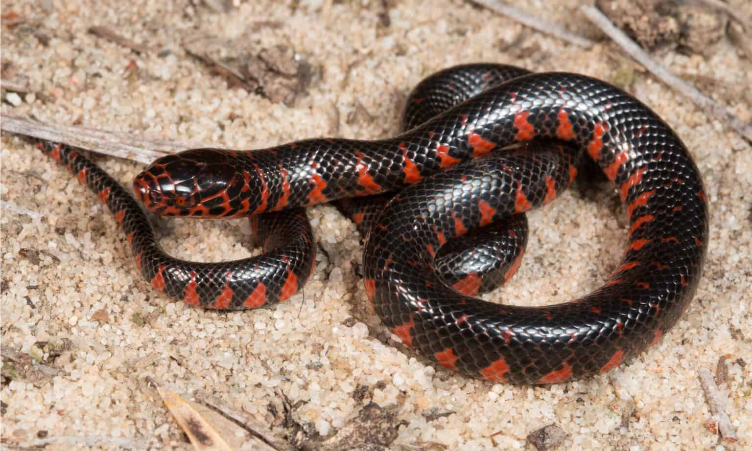 16 Black and Red Snakes: Identification Guide and Pictures - Unianimal