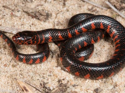 Mud Snake Picture