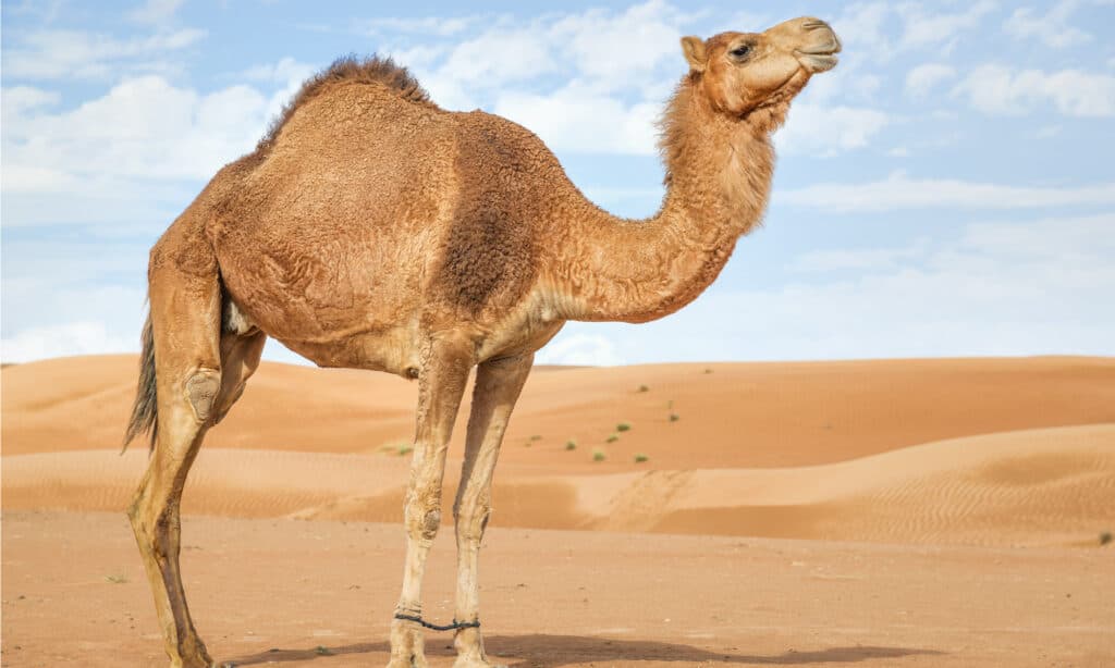10 Incredible Camel Facts - AZ Animals
