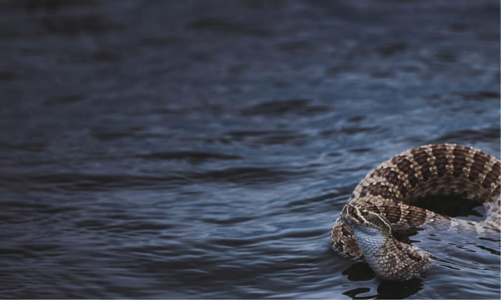 Can Rattlesnakes Swim - Rattlesnake in Lake