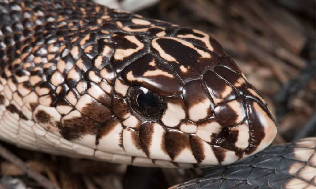 Northern pine snake  Smithsonian's National Zoo and Conservation Biology  Institute