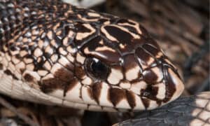 Georgia Snake Catcher Stumbles Upon Rarest Snake in the State Picture