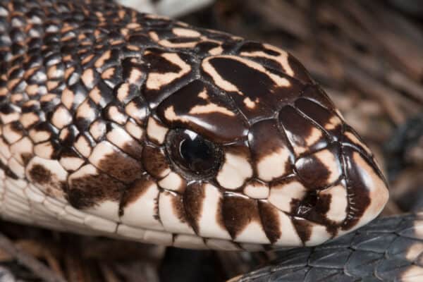 Northern Pine Snake (head shot), Pituophis melanoleucus