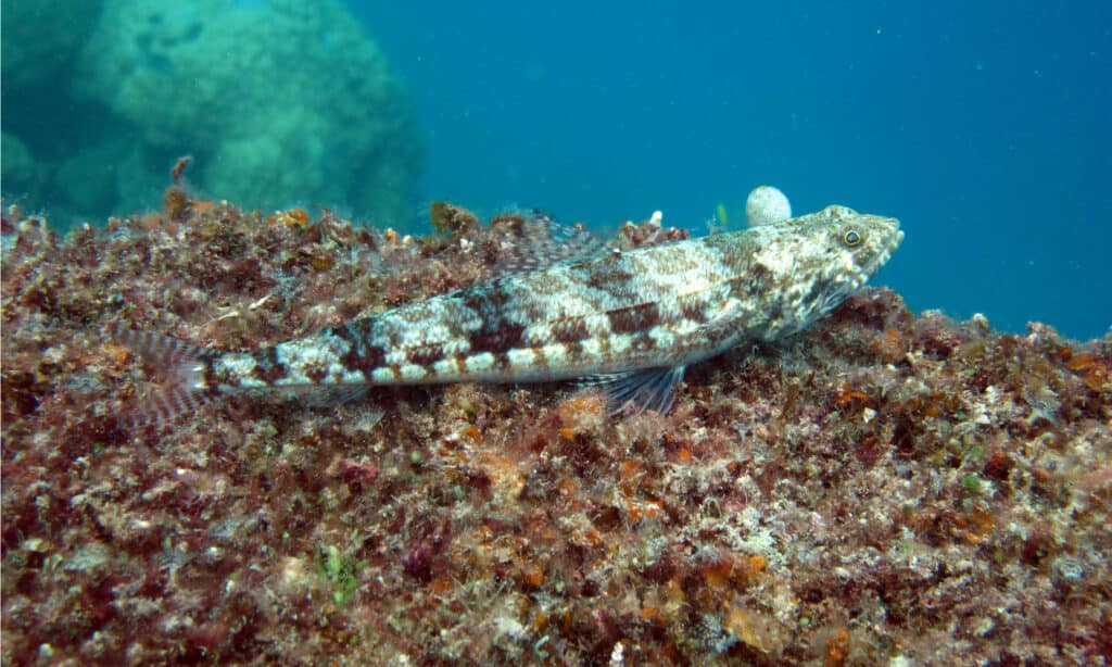 lizardfish