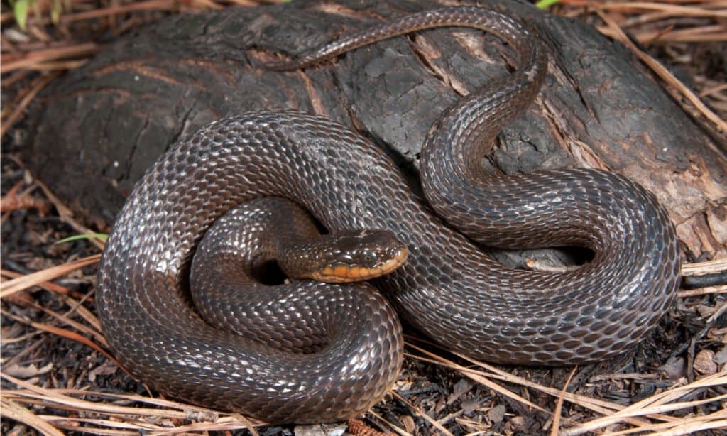 Glossy crayfish snakes are sometimes call swamp snakes.