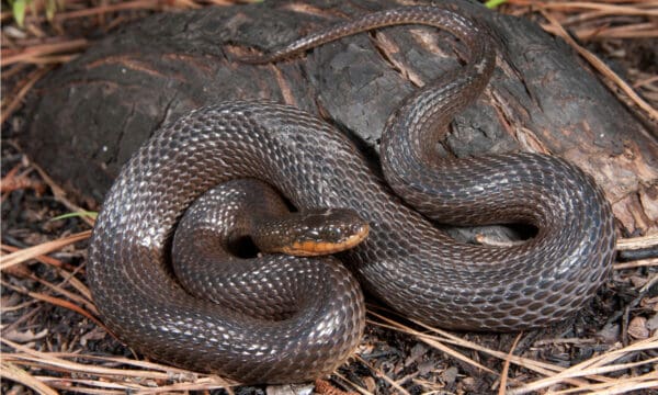 Beware of These 13 Water Snakes in Alabama - A-Z Animals