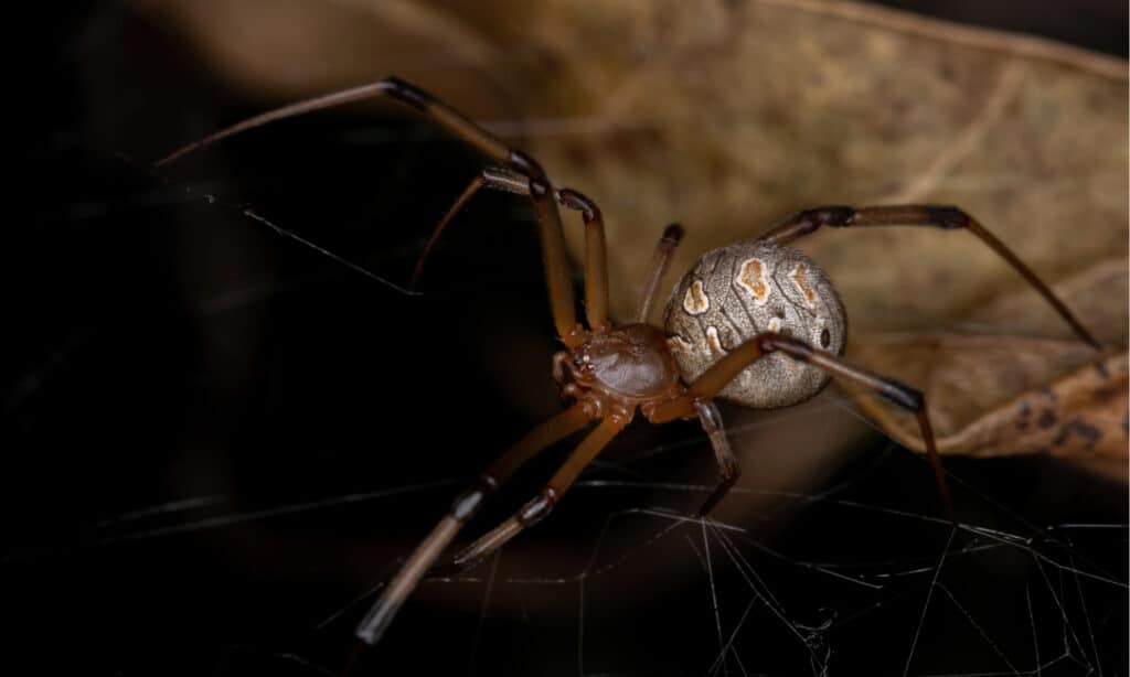 brown widow spider vs black widow spider