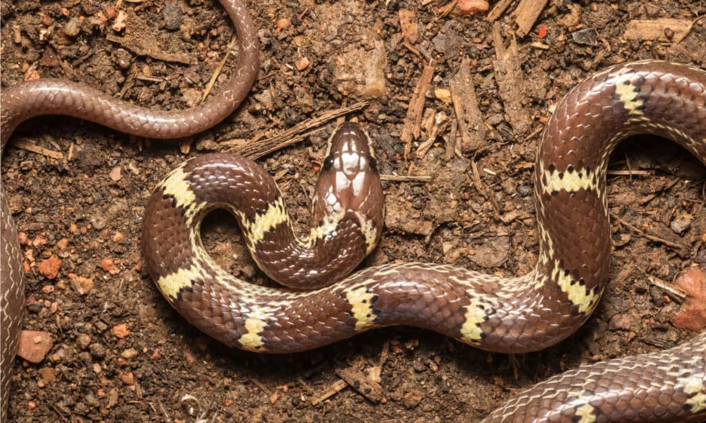 Indian Wolf Snake