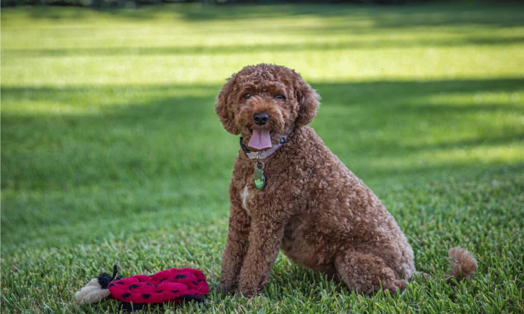 are cavapoo hypoallergenic