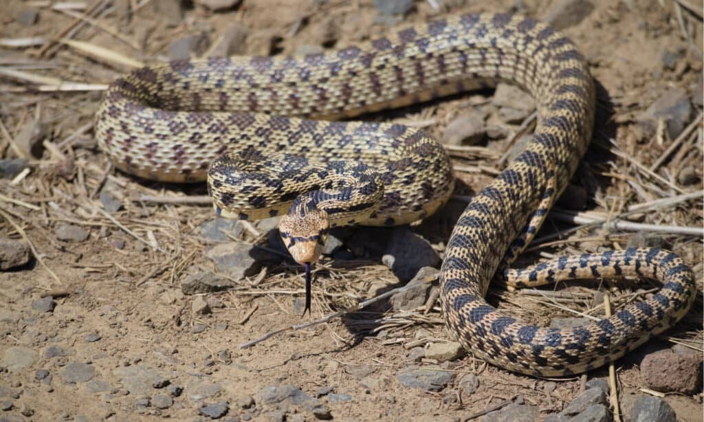 one of the largest animals in Montana and the largest snake is the bullsnake