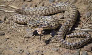 Are Bullsnakes Poisonous or Dangerous? Picture