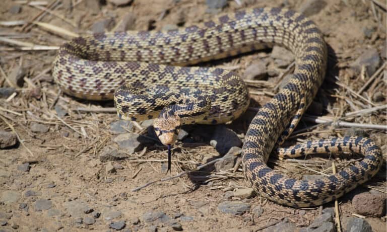 bull-snakes-in-colorado-pictures-and-where-they-live-a-z-animals