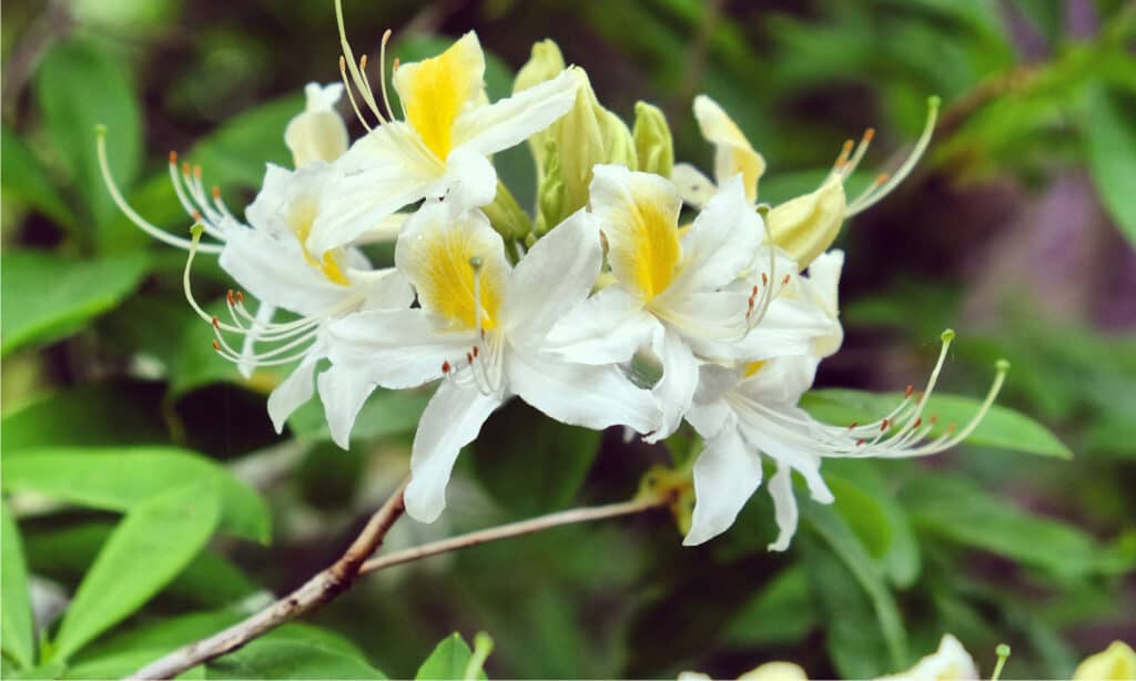 Rhododendron vs Azalea