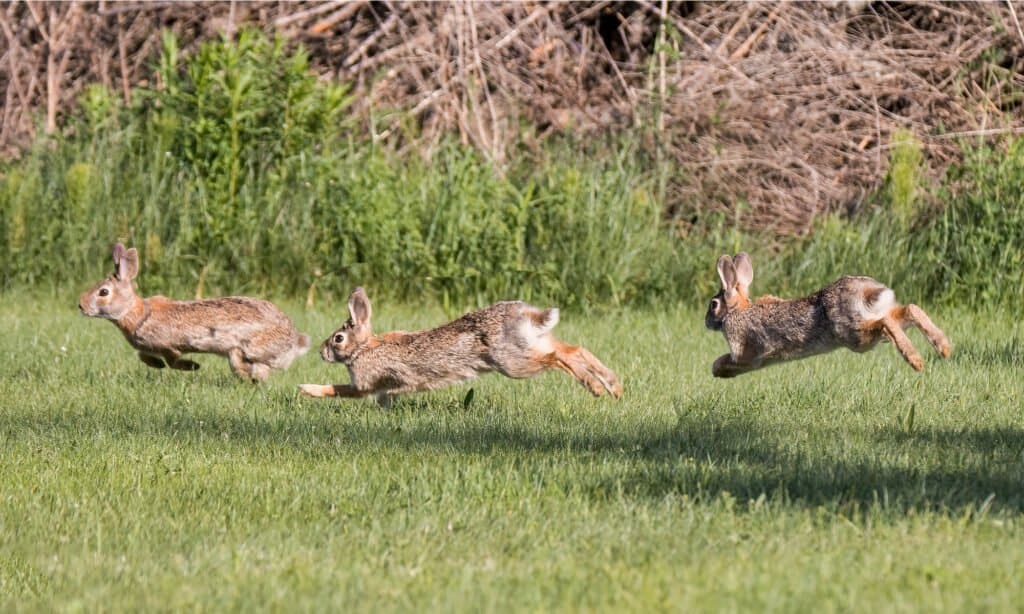 Image of cute and fluffy rabbits, representing an introduction to rabbits.