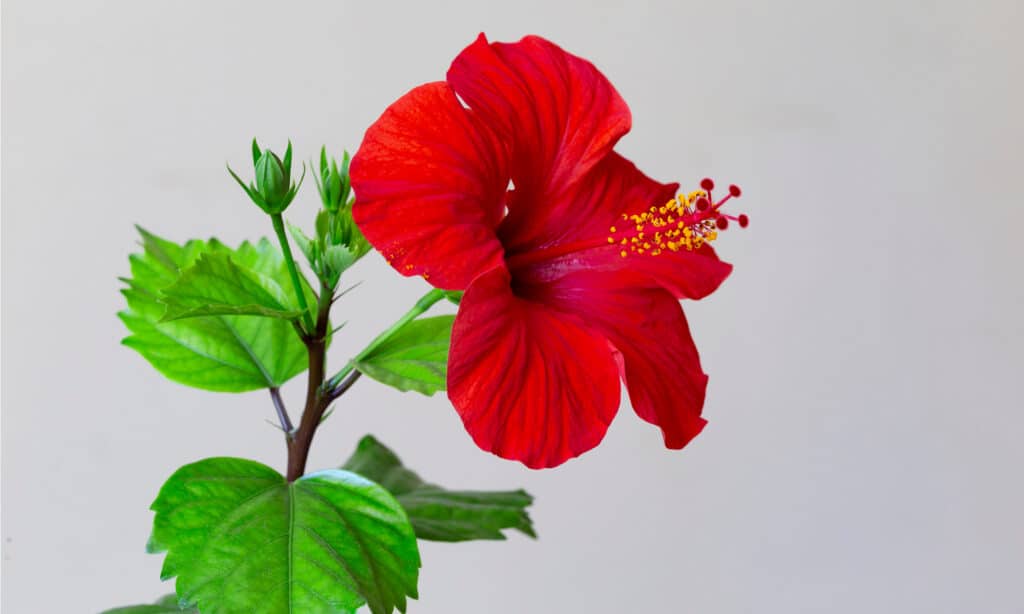 Hibiscus rosa-sinensis