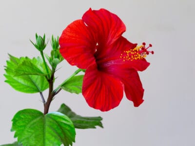 A Hardy Hibiscus vs. Tropical Hibiscus: Key Differences Between Two Floral Beauties