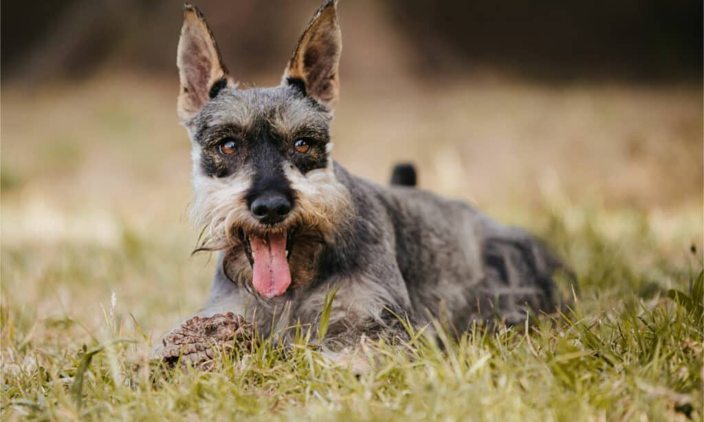 Their smaller size of the miniature schnauzer makes them great as house dogs