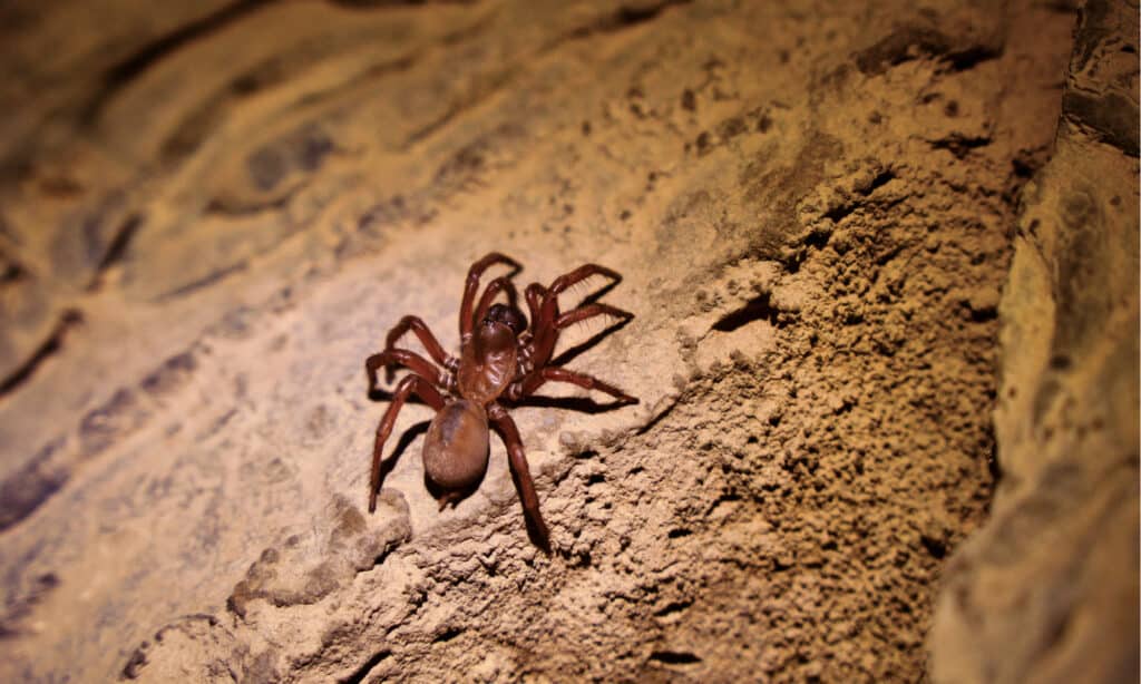 California Trapdoor Spider