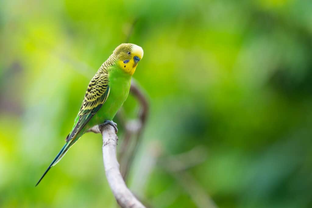 Budgie Parakeet