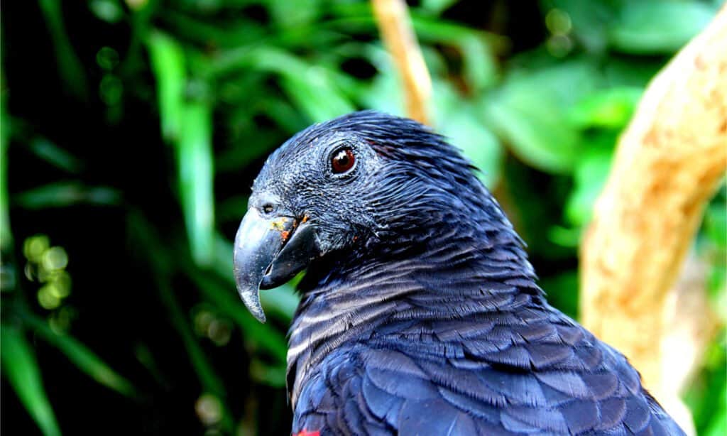 parrots habitat rainforest