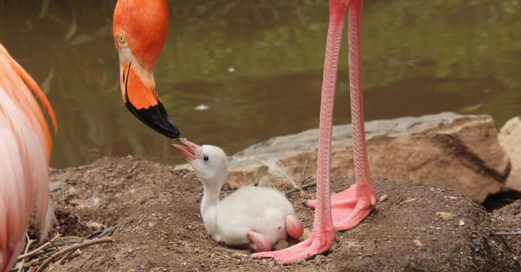 baby flamingo eating