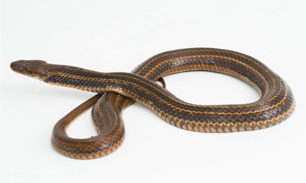 Checkered Keelback