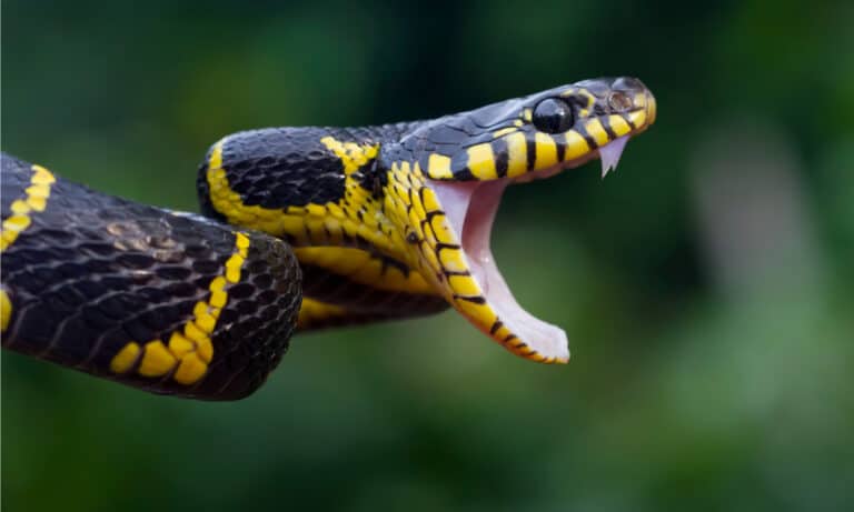 Boiga snake