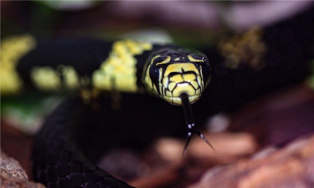10 Snakes of the Amazon River