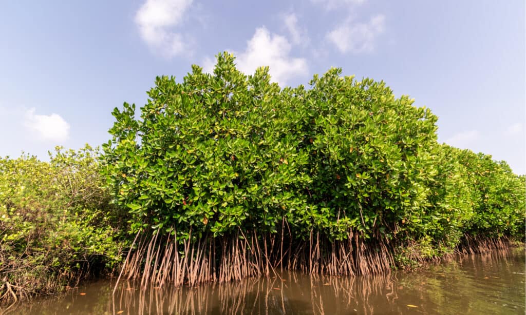 Oldest River - Mangroves in Delta