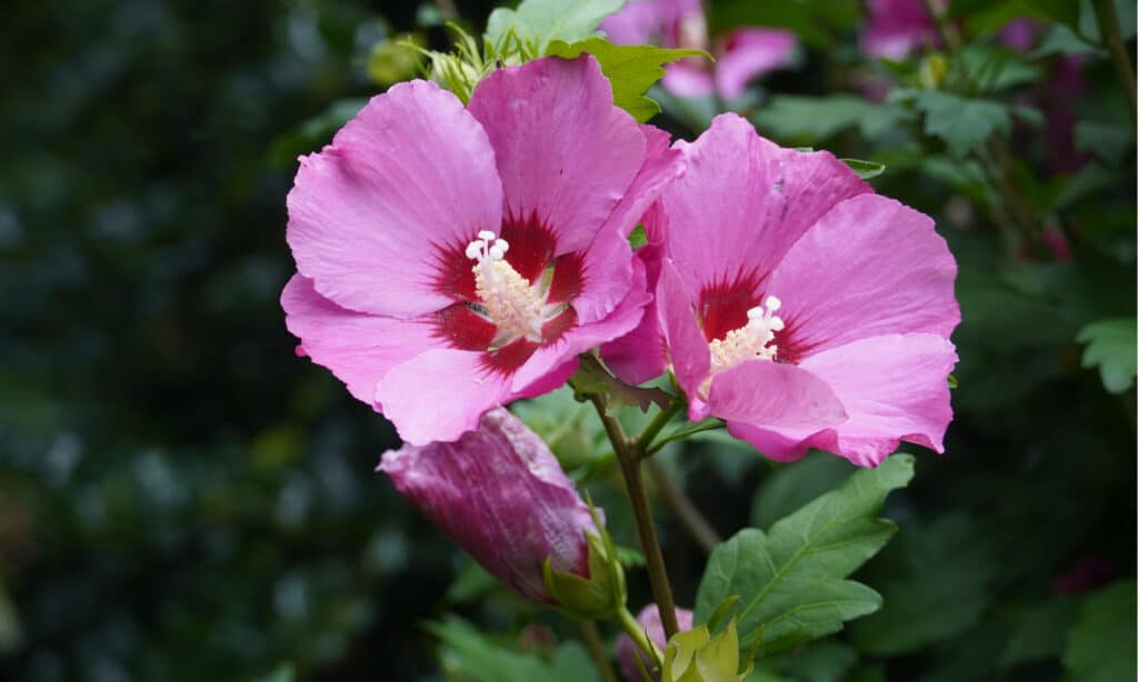 Hibiscus Syriacus