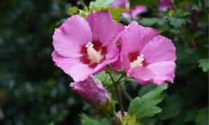 Discover The National Flower of South Korea: Rose of Sharon Picture