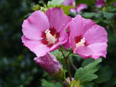 A Rose Of Sharon vs. Hardy Hibiscus