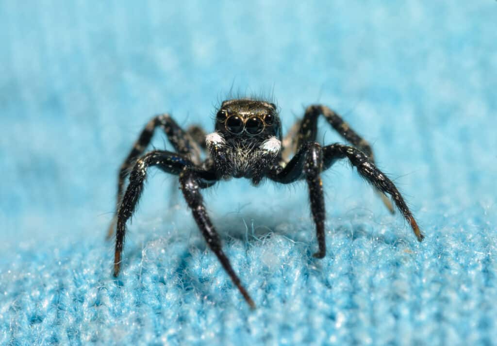 Are House Spiders In Georgia Dangerous?