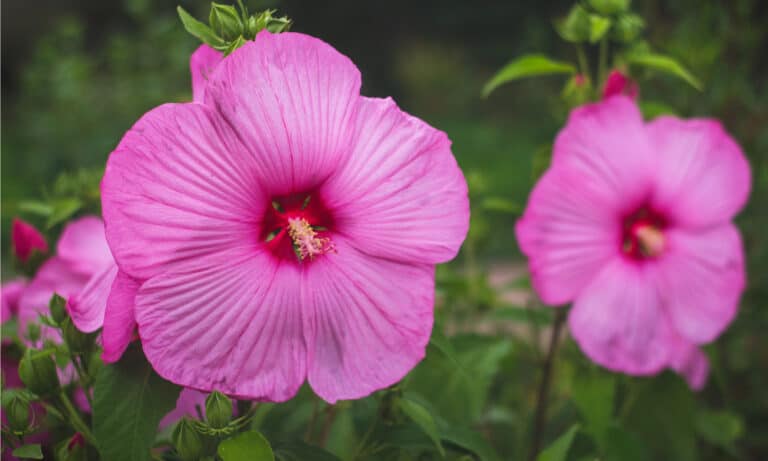 Flower Types R 13 Beautiful Flowers That Start With R - A-Z Animals