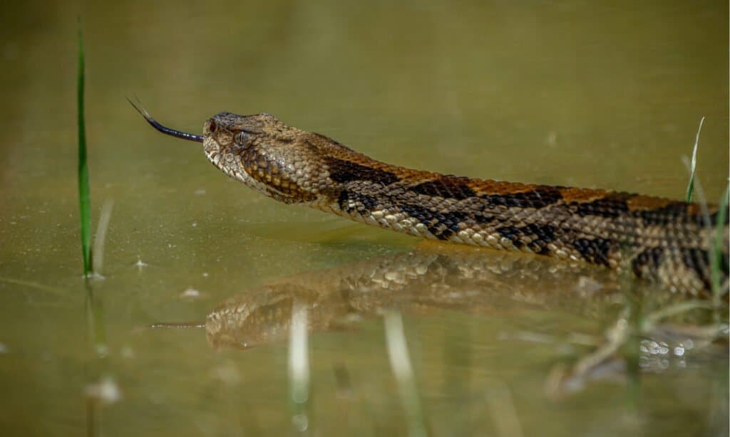 A snake swimming in water.