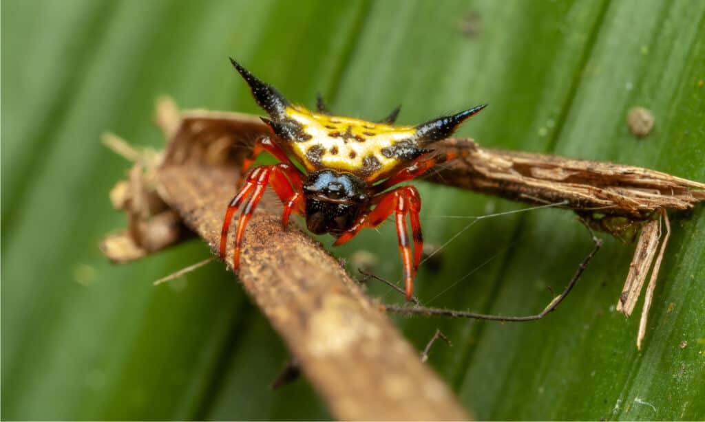 arrow shaped orb weaver