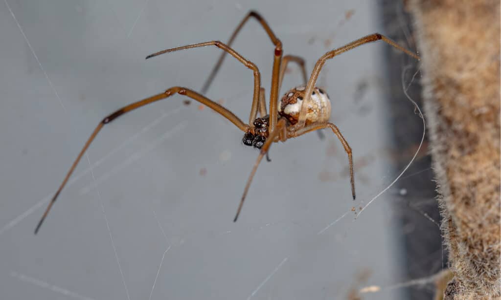 male vs female black widow spider