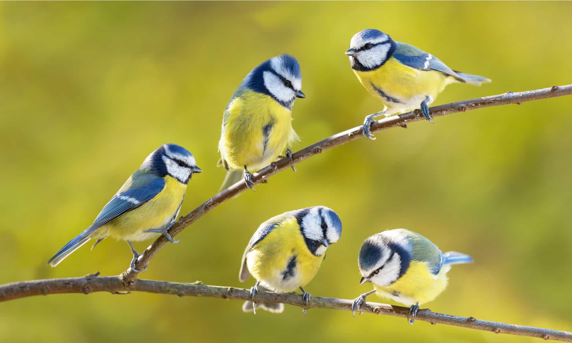 Learn Different Types Of Tit Birds / Tits Family / Songbirds