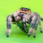 Regal jumping spider