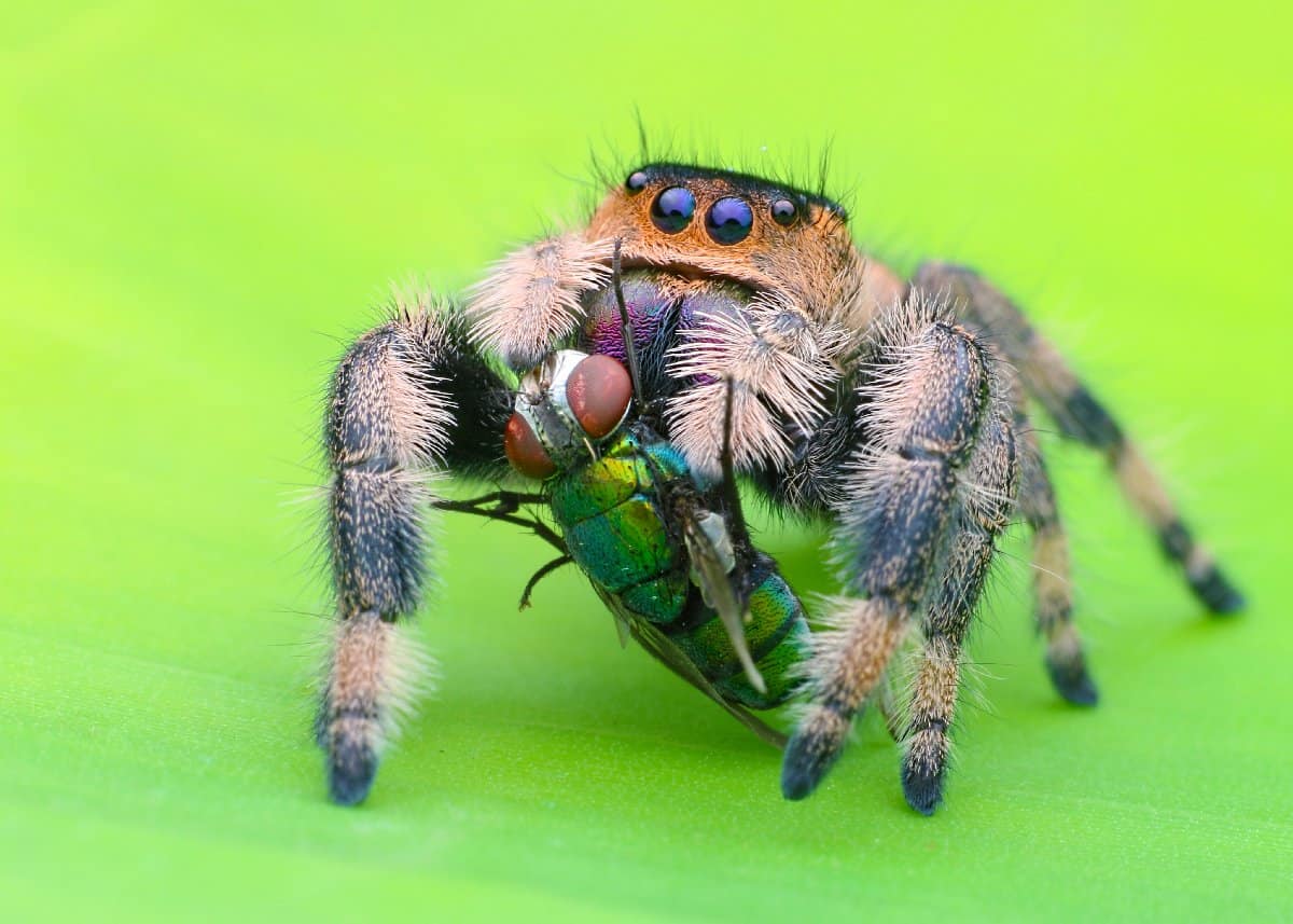 Sub-Adult Male Regal Jumping Spider