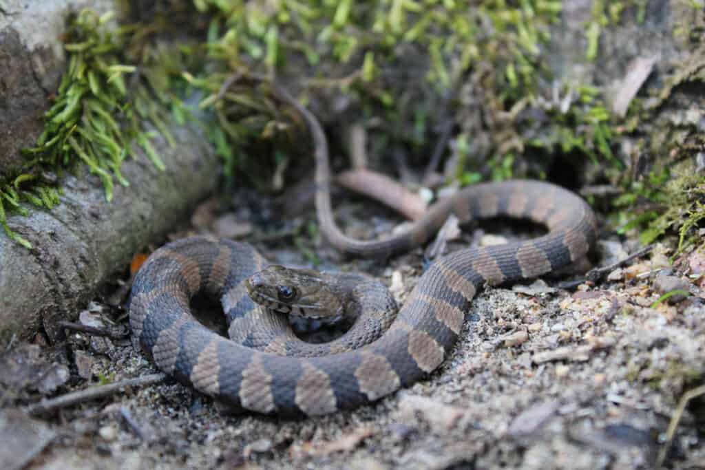 A closeup of a brown and black ringed Midland Water Snake