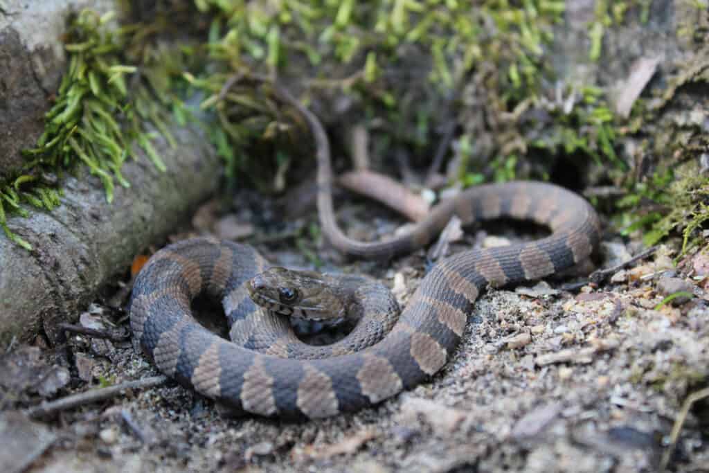 Northern water snakes are true water snakes from the Nerodia genus.